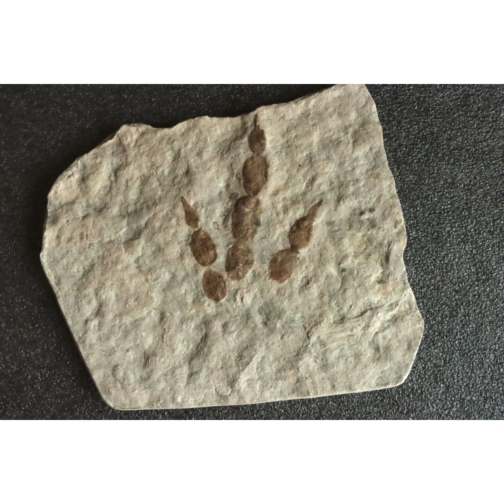 dinosaur foot print : Grallator variabilis