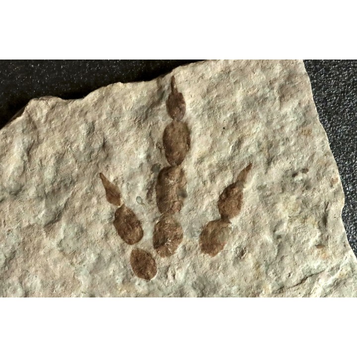 empreinte de dinosaure Grallator variabilis