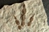 empreinte de dinosaure Grallator variabilis