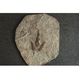dinosaur foot print : Grallator variabilis