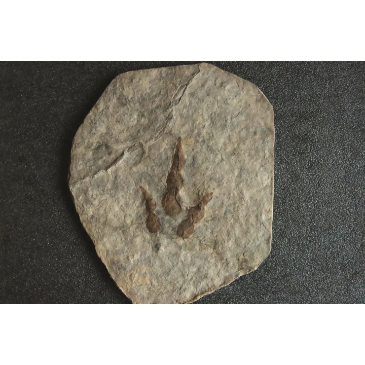 empreinte de dinosaure Grallator variabilis