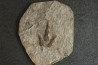 dinosaur foot print : Grallator variabilis