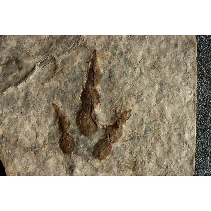 dinosaur foot print : Grallator variabilis