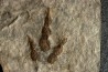 dinosaur foot print : Grallator variabilis