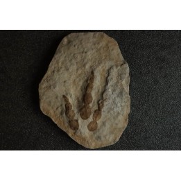 empreinte de dinosaure Grallator variabilis