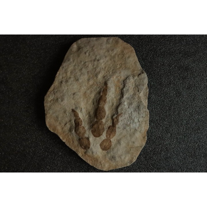 dinosaur foot print : Grallator variabilis