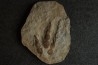 empreinte de dinosaure Grallator variabilis