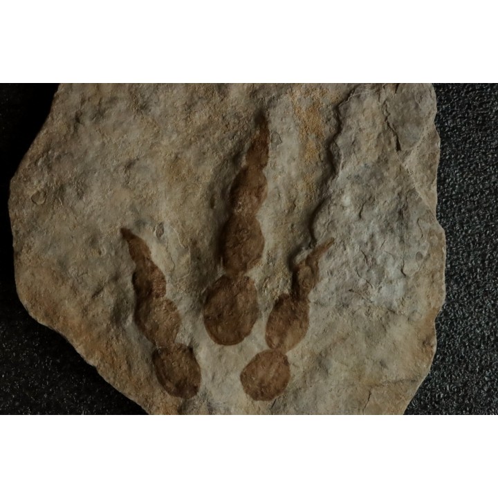 empreinte de dinosaure Grallator variabilis