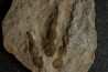 dinosaur foot print : Grallator variabilis