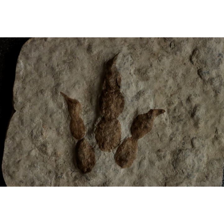 dinosaur foot print : Grallator variabilis