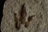 dinosaur foot print : Grallator variabilis
