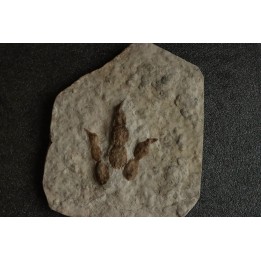 empreinte de dinosaure Grallator variabilis