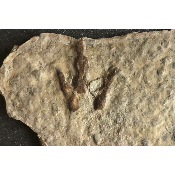 empreinte de dinosaure Grallator variabilis