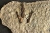 empreinte de dinosaure Grallator variabilis