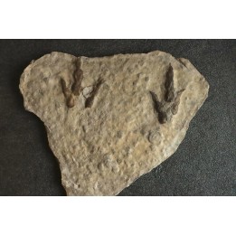 empreinte de dinosaure Grallator variabilis