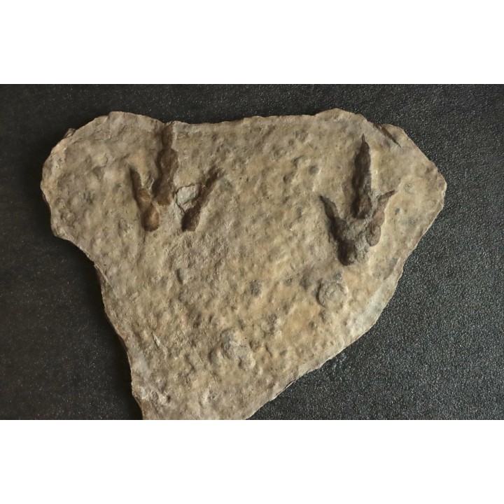 dinosaur foot print : Grallator variabilis
