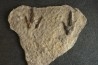 dinosaur foot print : Grallator variabilis