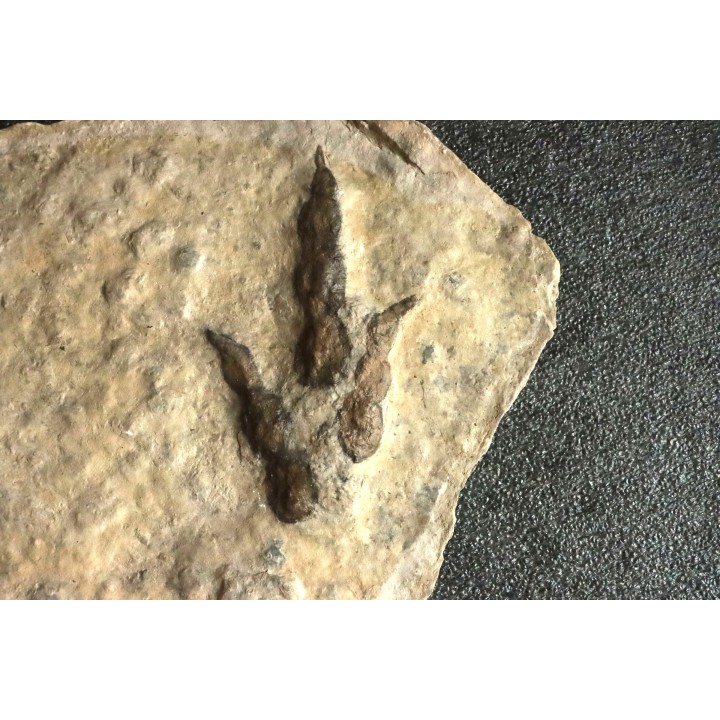 empreinte de dinosaure Grallator variabilis