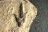 dinosaur foot print : Grallator variabilis