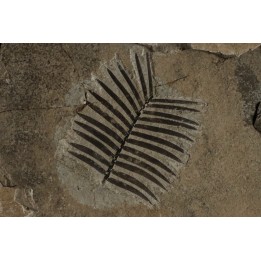 zamites feneonis - kimmeridgian - Orbagnoux, FRANCE