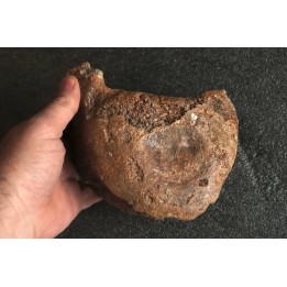 VERTEBRE DE MAMMOUTH:  mammuthus primigenius - Pléistocène supérieur // Mer du Nord - Hollande