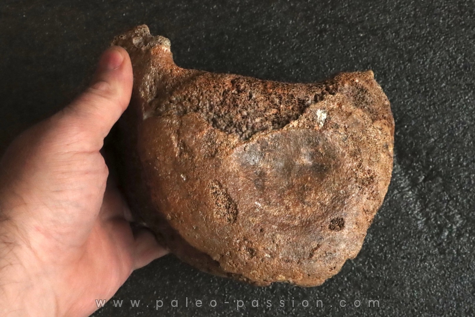 VERTEBRE DE MAMMOUTH: mammuthus primigenius - Pléistocène supérieur // Mer du Nord - Hollande