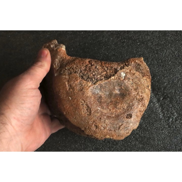 VERTEBRE DE MAMMOUTH:  mammuthus primigenius - Pléistocène supérieur // Mer du Nord - Hollande