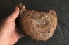 MAMMOTH VERTEBRA: mammuthus primigenius