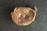 VERTEBRE DE MAMMOUTH: mammuthus primigenius - Pléistocène supérieur // Mer du Nord - Hollande