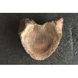 MAMMOTH VERTEBRA:  mammuthus primigenius