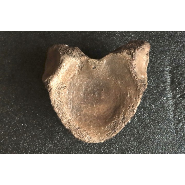 VERTEBRE DE MAMMOUTH:  mammuthus primigenius - Pléistocène supérieur // Mer du Nord - Hollande