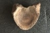 MAMMOTH VERTEBRA:  mammuthus primigenius