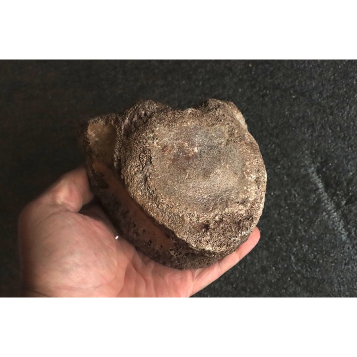 VERTEBRE DE MAMMOUTH:  mammuthus primigenius - Pléistocène supérieur // Mer du Nord - Hollande