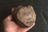 VERTEBRE DE MAMMOUTH:  mammuthus primigenius - Pléistocène supérieur // Mer du Nord - Hollande