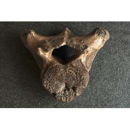 VERTEBRE DE MAMMOUTH:  mammuthus primigenius - Pléistocène supérieur // Mer du Nord - Hollande