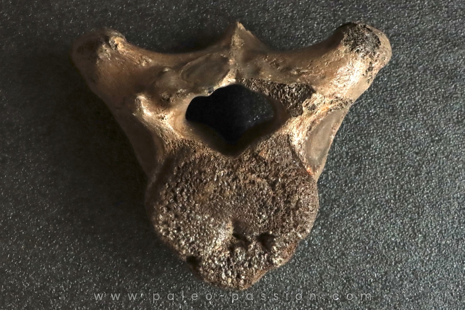 VERTEBRE DE MAMMOUTH: mammuthus primigenius - Pléistocène supérieur // Mer du Nord - Hollande