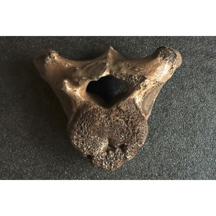 MAMMOTH VERTEBRA:  mammuthus primigenius