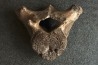 MAMMOTH VERTEBRA: mammuthus primigenius