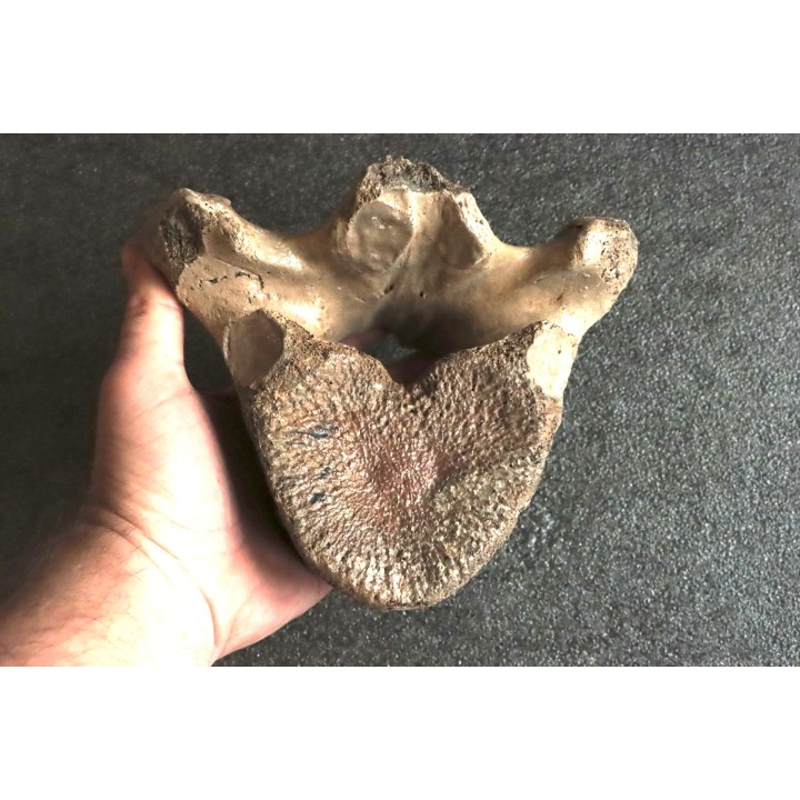 MAMMOTH VERTEBRA:  mammuthus primigenius