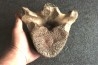 MAMMOTH VERTEBRA: mammuthus primigenius