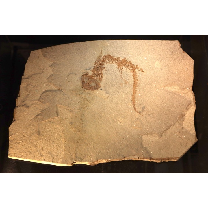 Chelotriturus paradoxus - Miocene - Bosnie
