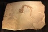 Chelotriturus paradoxus - Miocene - Bosnie