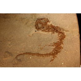 Chelotriturus paradoxus - Miocene - Bosnie