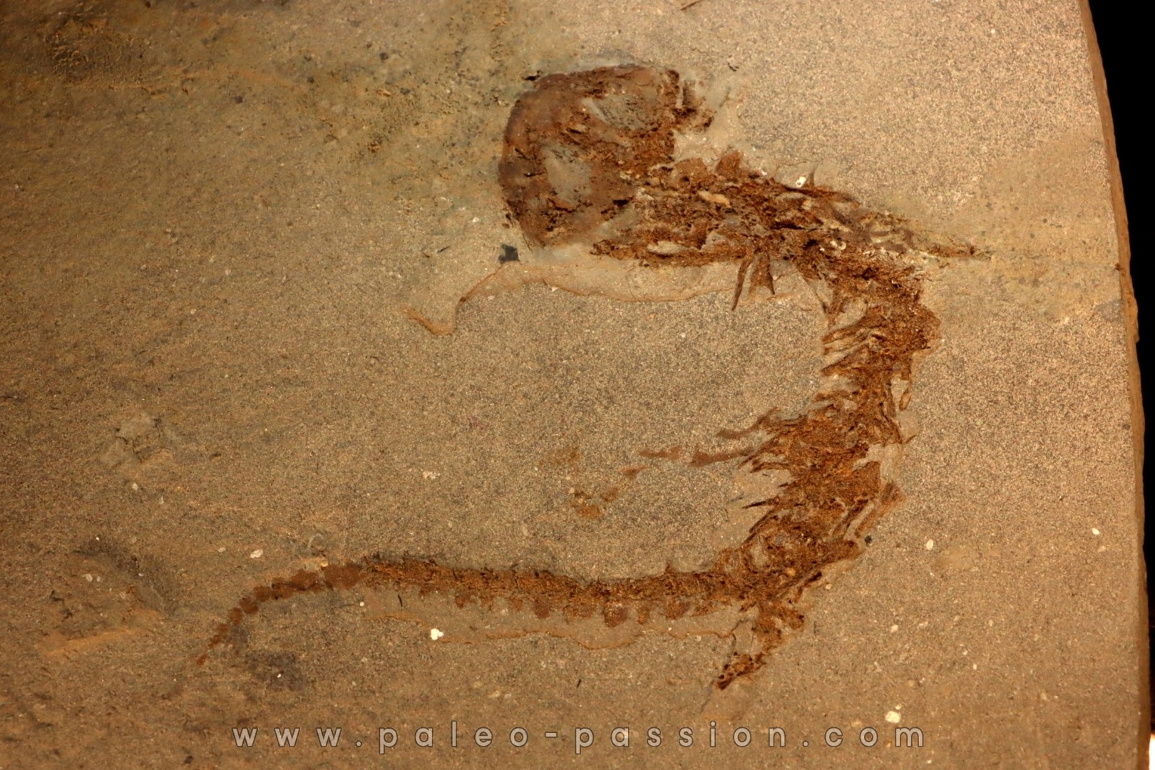 Chelotriturus paradoxus - Miocene - Bosnie