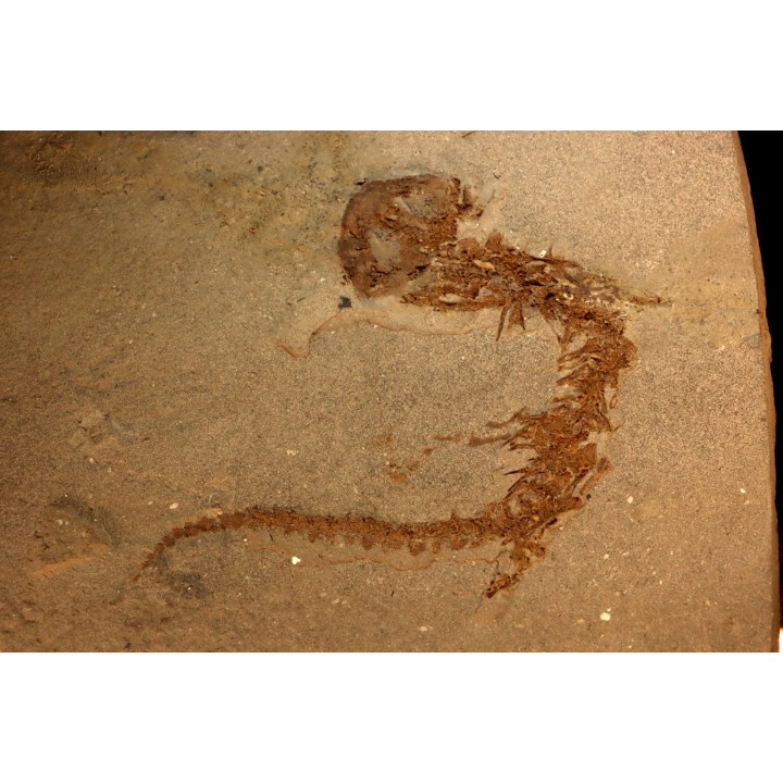 Chelotriturus paradoxus - Miocene - Bosnia