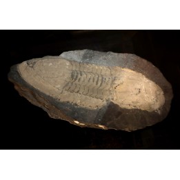 Ectillaenus giganteus - Ordovicien - Ardoisières d'Angers Trélazé (49)
