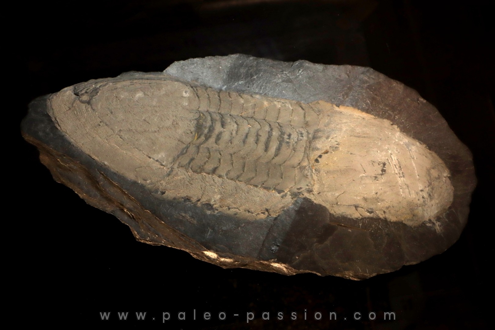 Ectillaenus giganteus - Ordovicien - Ardoisières d'Angers Trélazé (49)