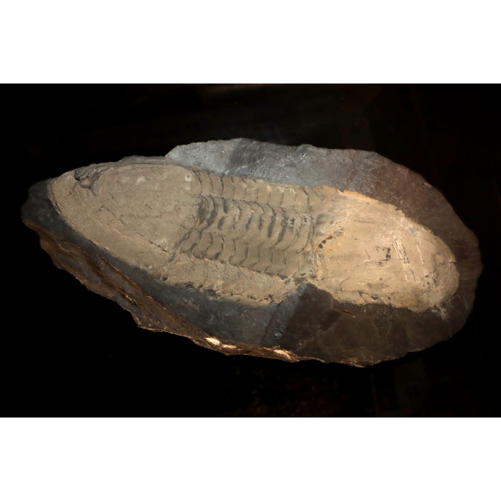 Ectillaenus giganteus - Ordovicien - Ardoisières d'Angers Trélazé (49)