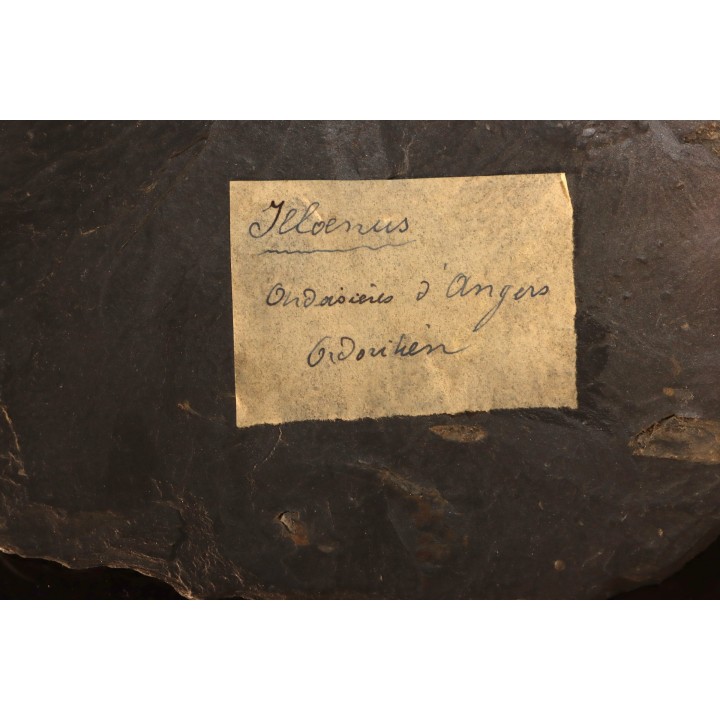 Ectillaenus giganteus - Ordovicien - Ardoisières d'Angers Trélazé (49)