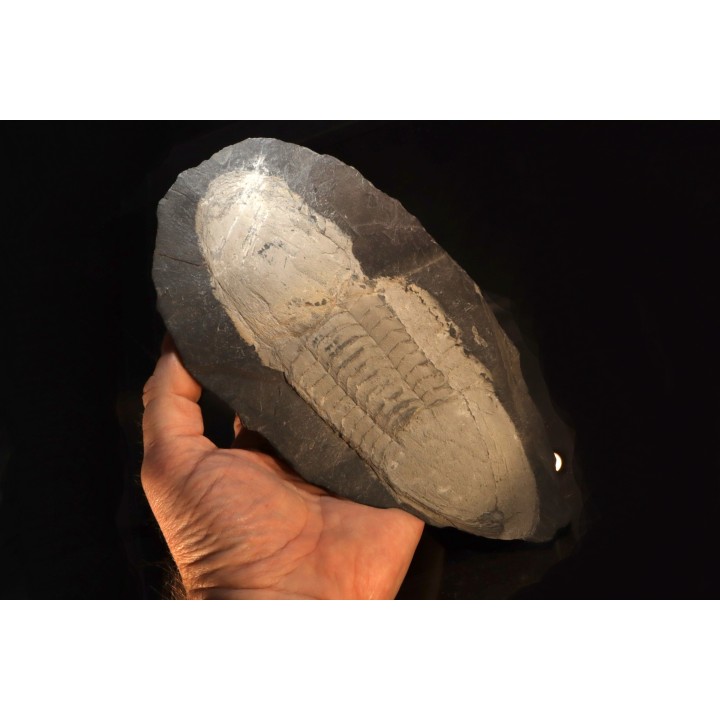 Ectillaenus giganteus - Ordovicien - Ardoisières d'Angers Trélazé (49)